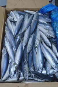 Nelayan Lokal Menjerit Syafriudin Ikan Impor Masuk, Ketua Umum DPW Bain Ham RI Kalbar Minta Aparat Ambil Langkah Tegas