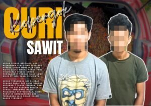 Kepergok Curi Sawit PT. BPK, Dua Pria Asal Kubu Raya Jadi Tersangka