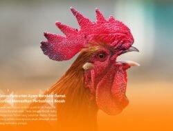 Kasus Pencurian Ayam Berakhir Damai, Korban Memaafkan Perbuatan 4 Bocah