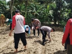 Jagung Ditabur, Harapan Tumbuh, Polsek Kubu Tanam 1 Desa 1 Hektare